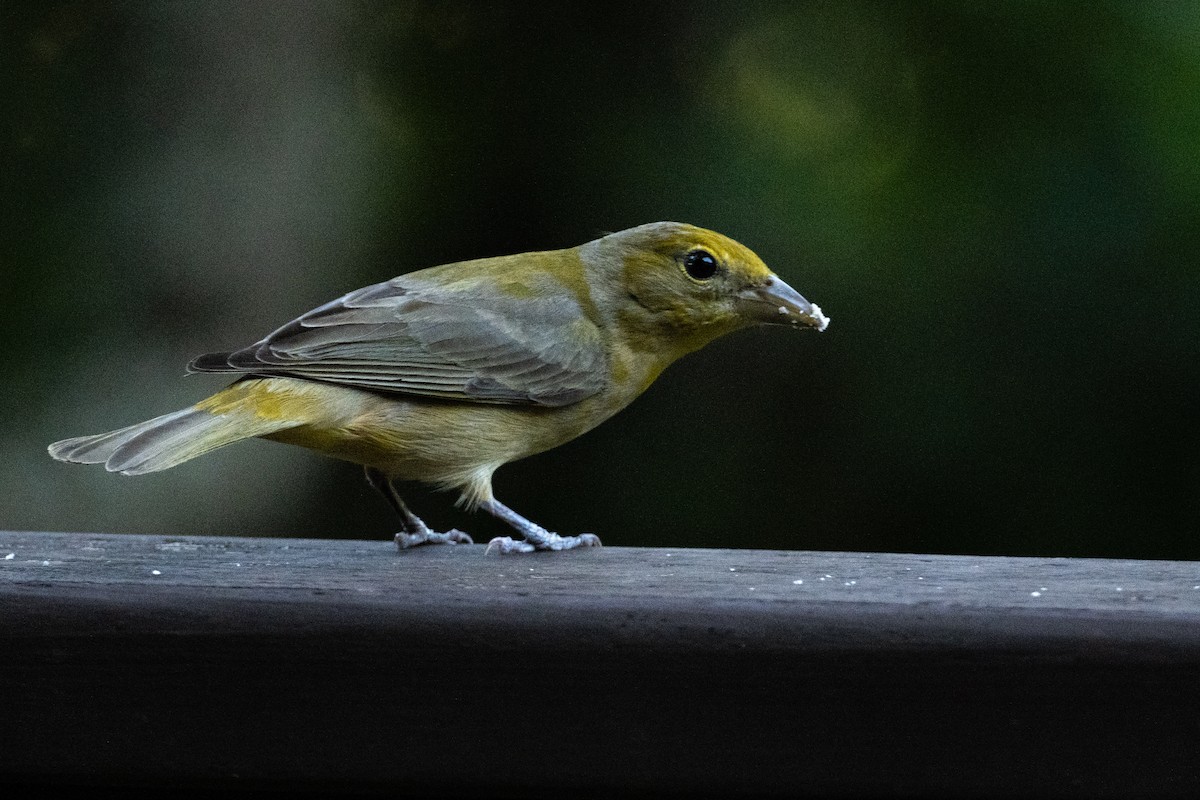 Hepatic Tanager - Suzie McCann