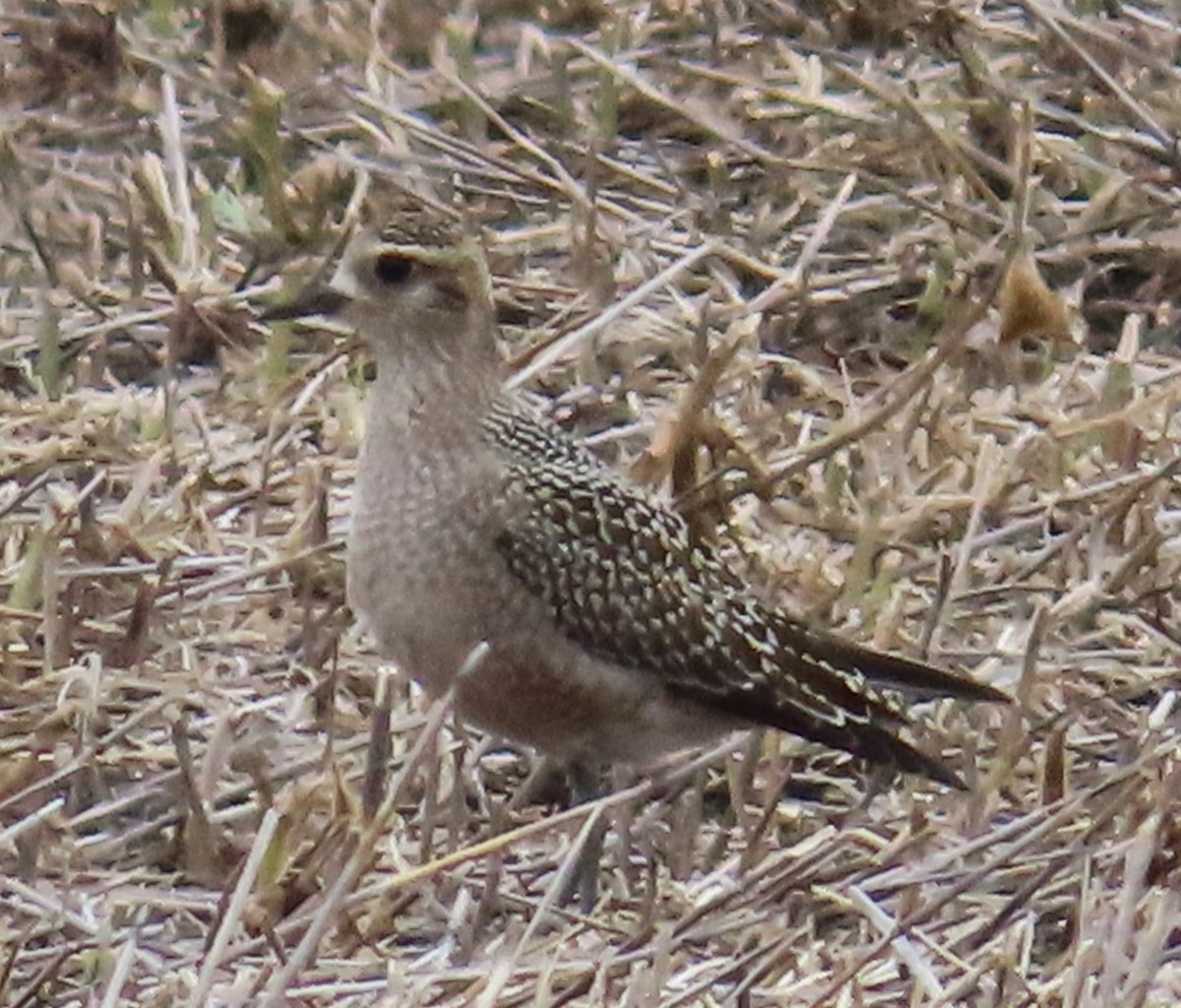 American Golden-Plover - Larry Larson