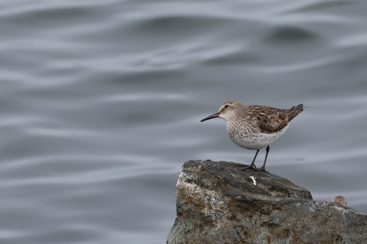 White-rumped Sandpiper - ML609644018