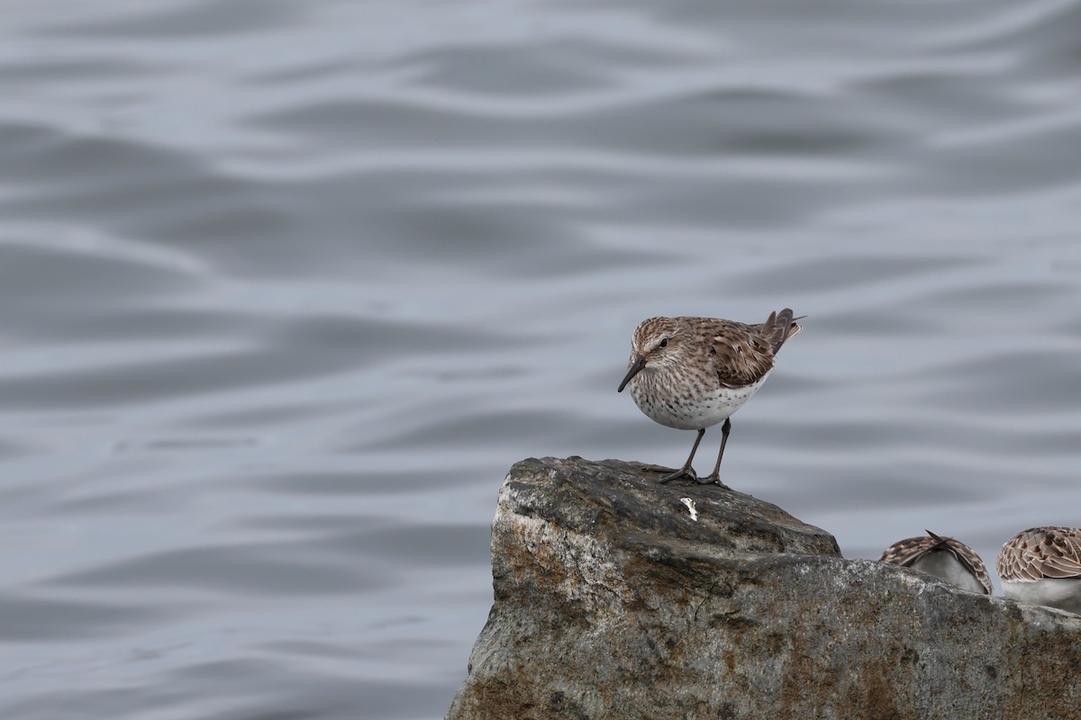 White-rumped Sandpiper - ML609644019