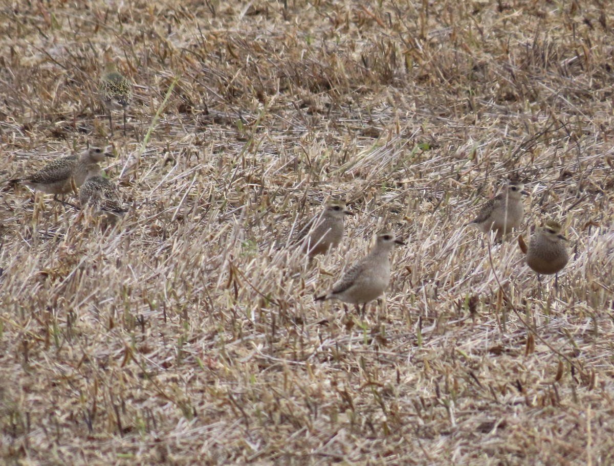 American Golden-Plover - Larry Larson