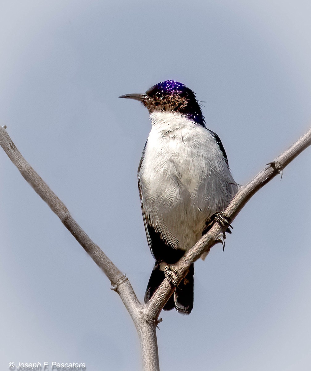 Eastern Violet-backed Sunbird - ML609644181