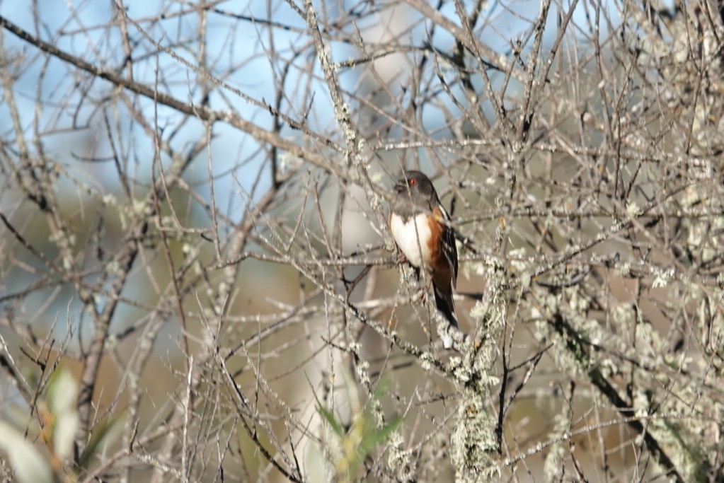 Spotted Towhee - ML609644465