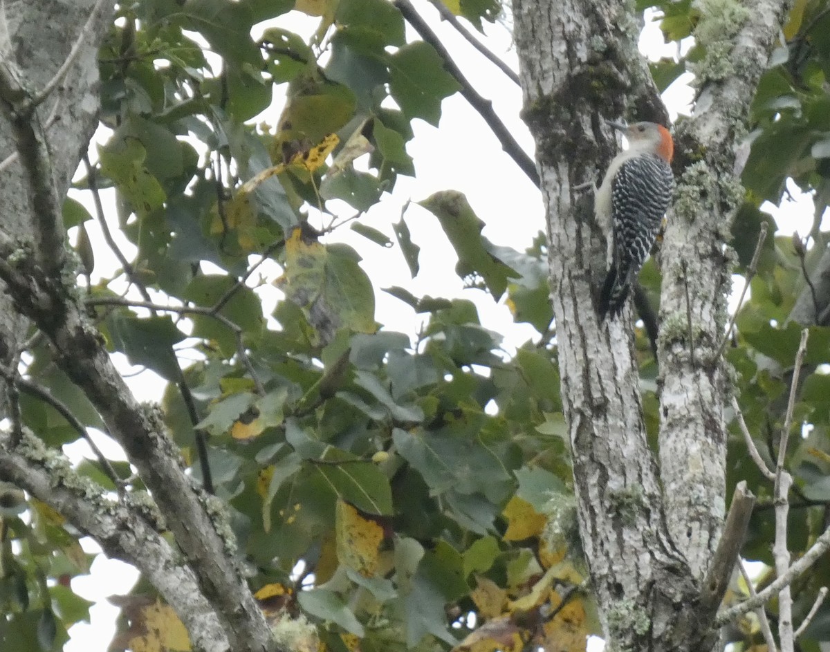 Red-bellied Woodpecker - ML609644477