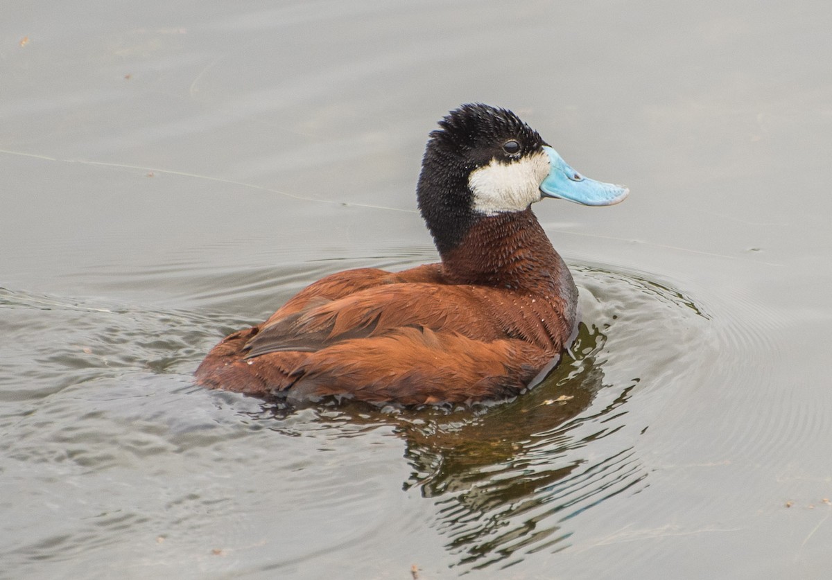 Ruddy Duck - Libby Burtner