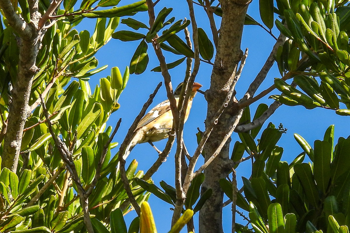 Black-headed Grosbeak - ML609644718