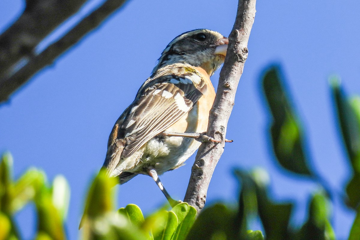 Black-headed Grosbeak - ML609644719