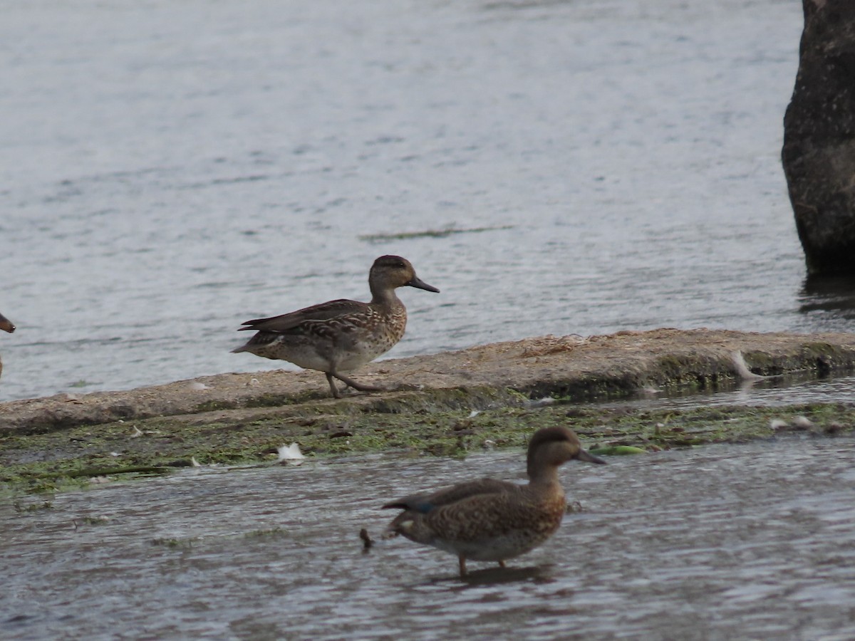 Green-winged Teal - Tania Mohacsi