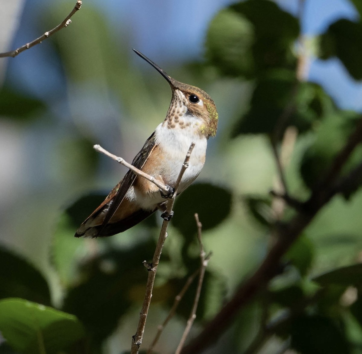 Rufous Hummingbird - ML609644784