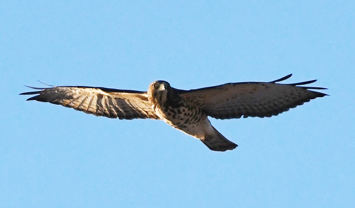 Broad-winged Hawk - Corey S.
