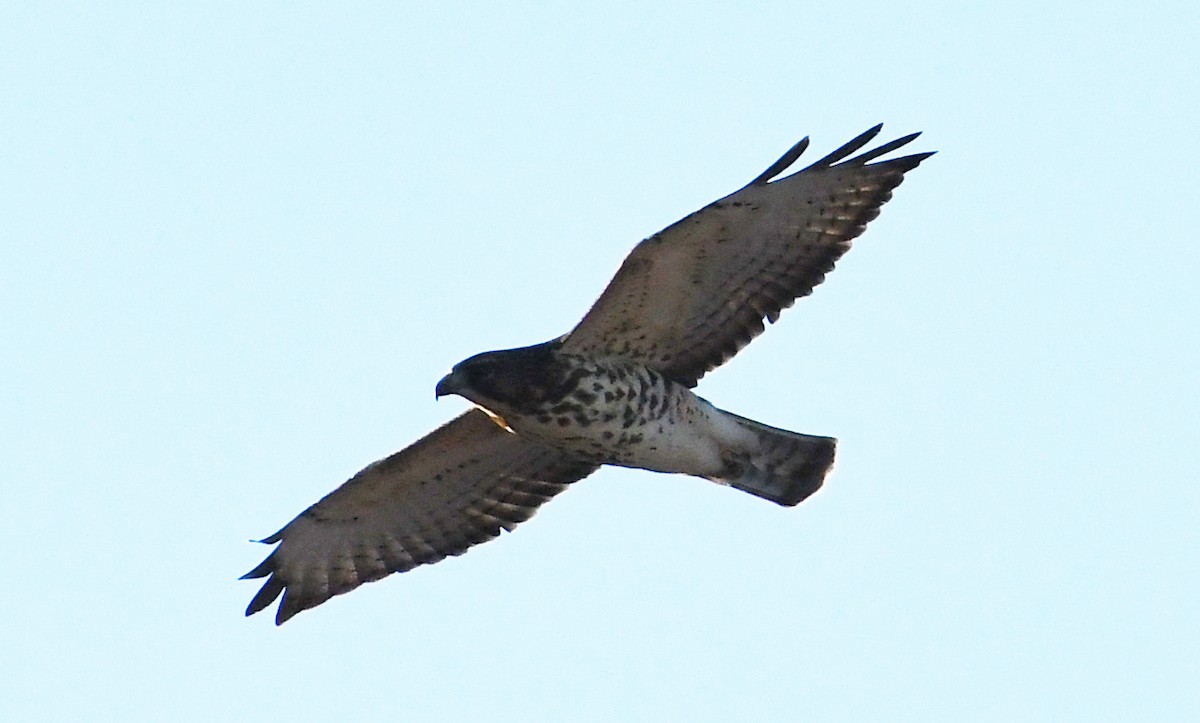 Broad-winged Hawk - Corey S.