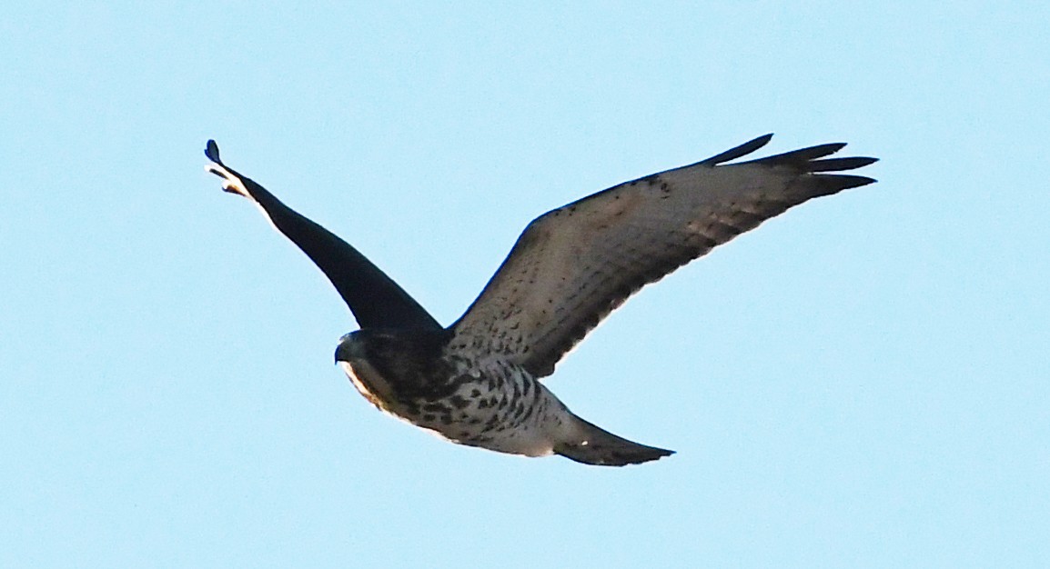 Broad-winged Hawk - Corey S.