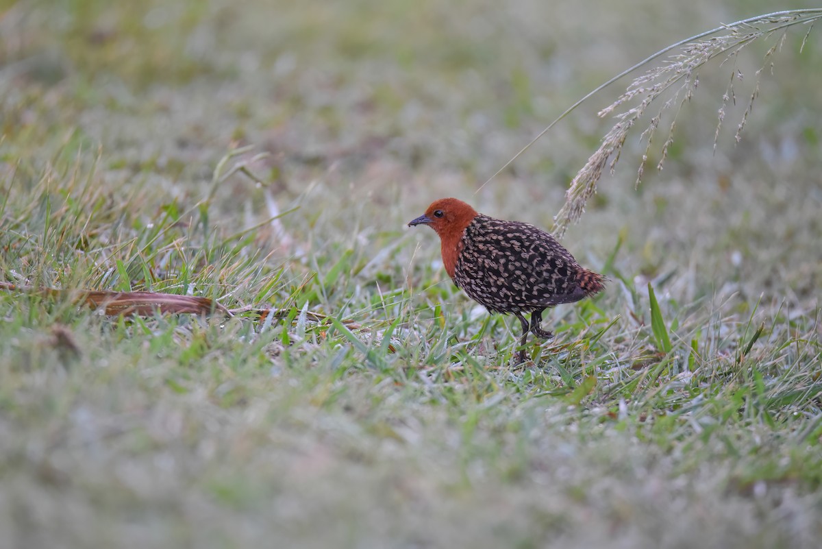 Buff-spotted Flufftail - ML609645231