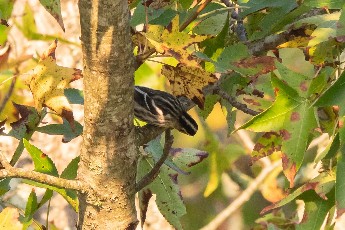 Black-and-white Warbler - ML609645499