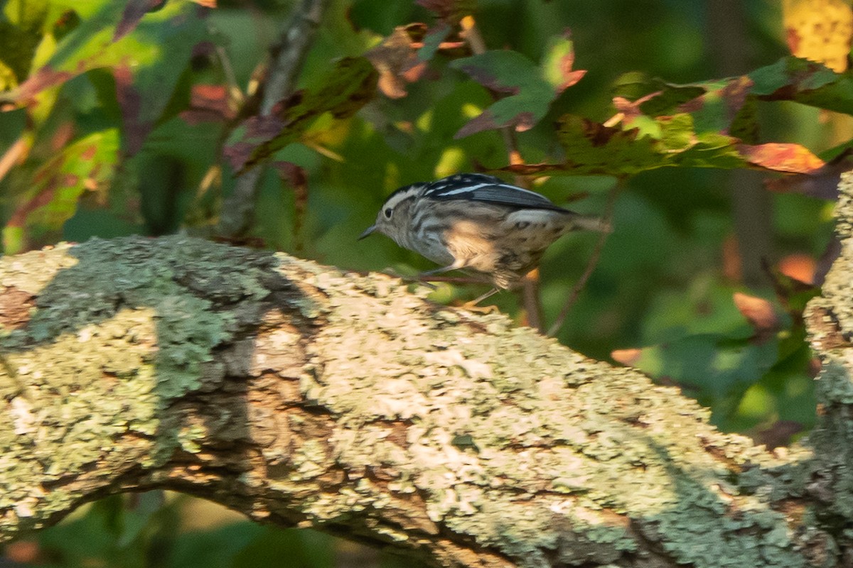 Black-and-white Warbler - ML609645500