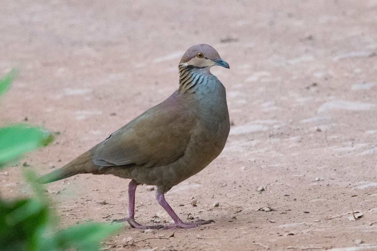 White-throated Quail-Dove - ML609645527