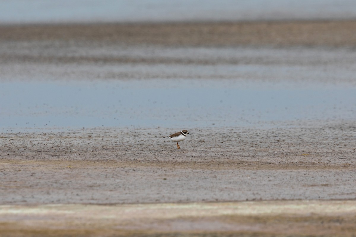 Semipalmated Plover - William Clark