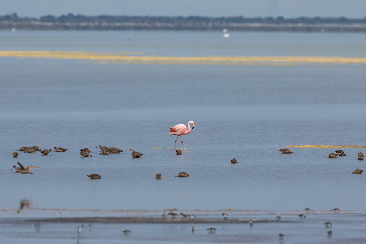 Chilean Flamingo - William Clark