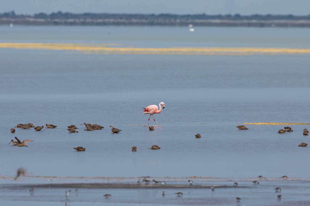 Chilean Flamingo - ML609645553