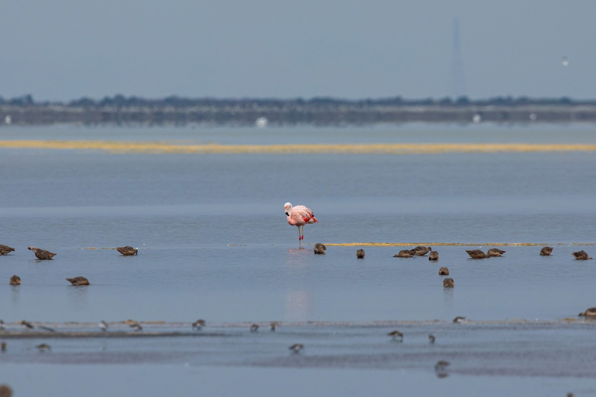 Chilean Flamingo - William Clark