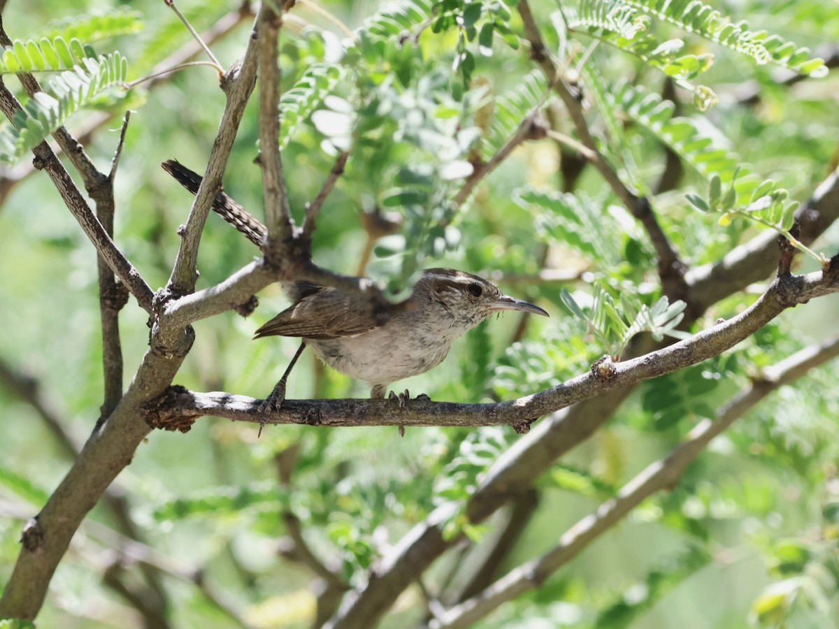 Bewick's Wren - Ferenc Domoki