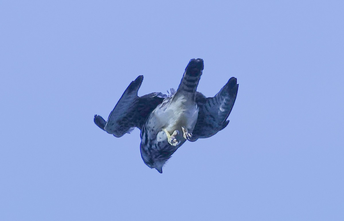 Eurasian Kestrel - ML609645648