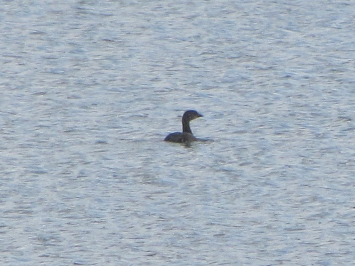 Pied-billed Grebe - ML609645720