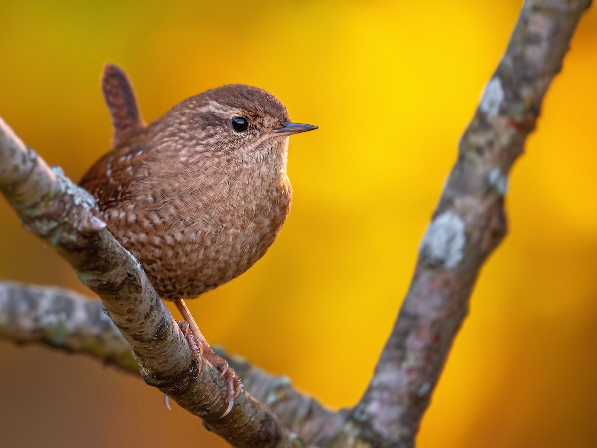 Winter Wren - ML609645775