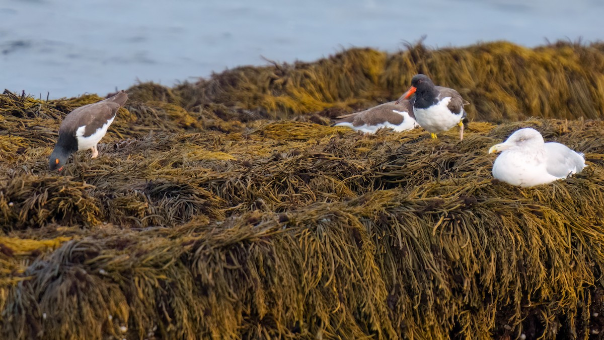 American Oystercatcher - ML609645833