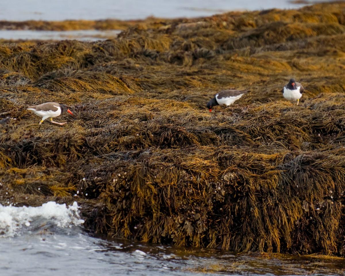 American Oystercatcher - ML609645834