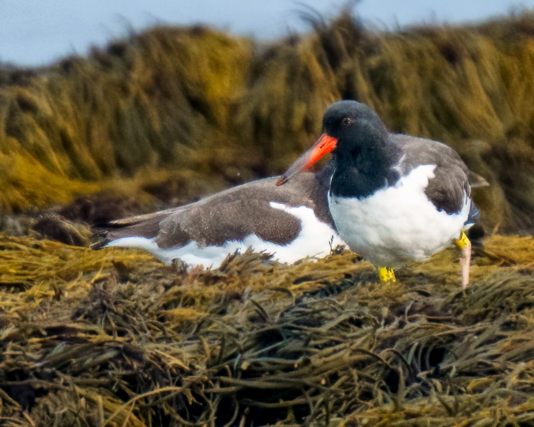 American Oystercatcher - ML609645891