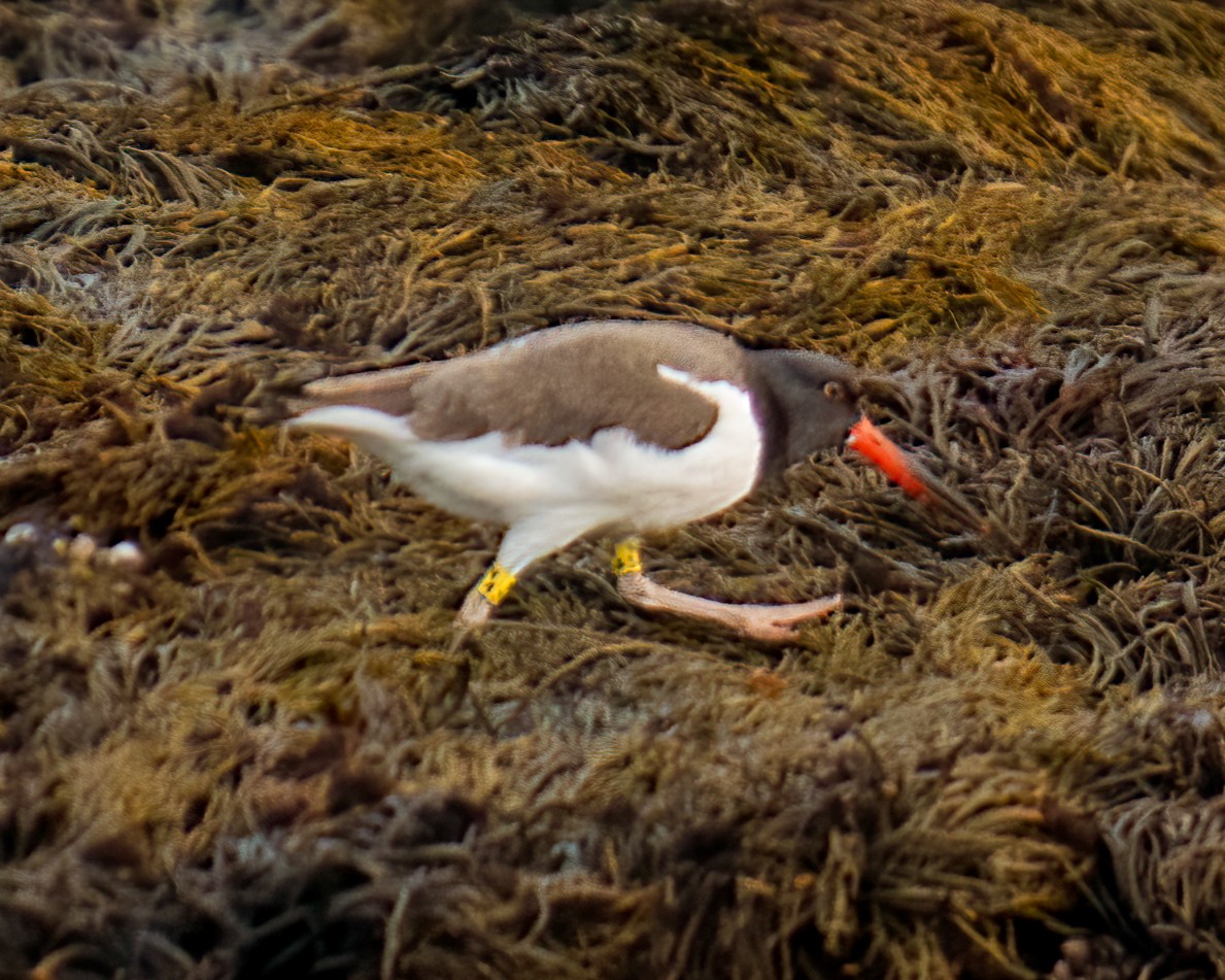 American Oystercatcher - ML609645892