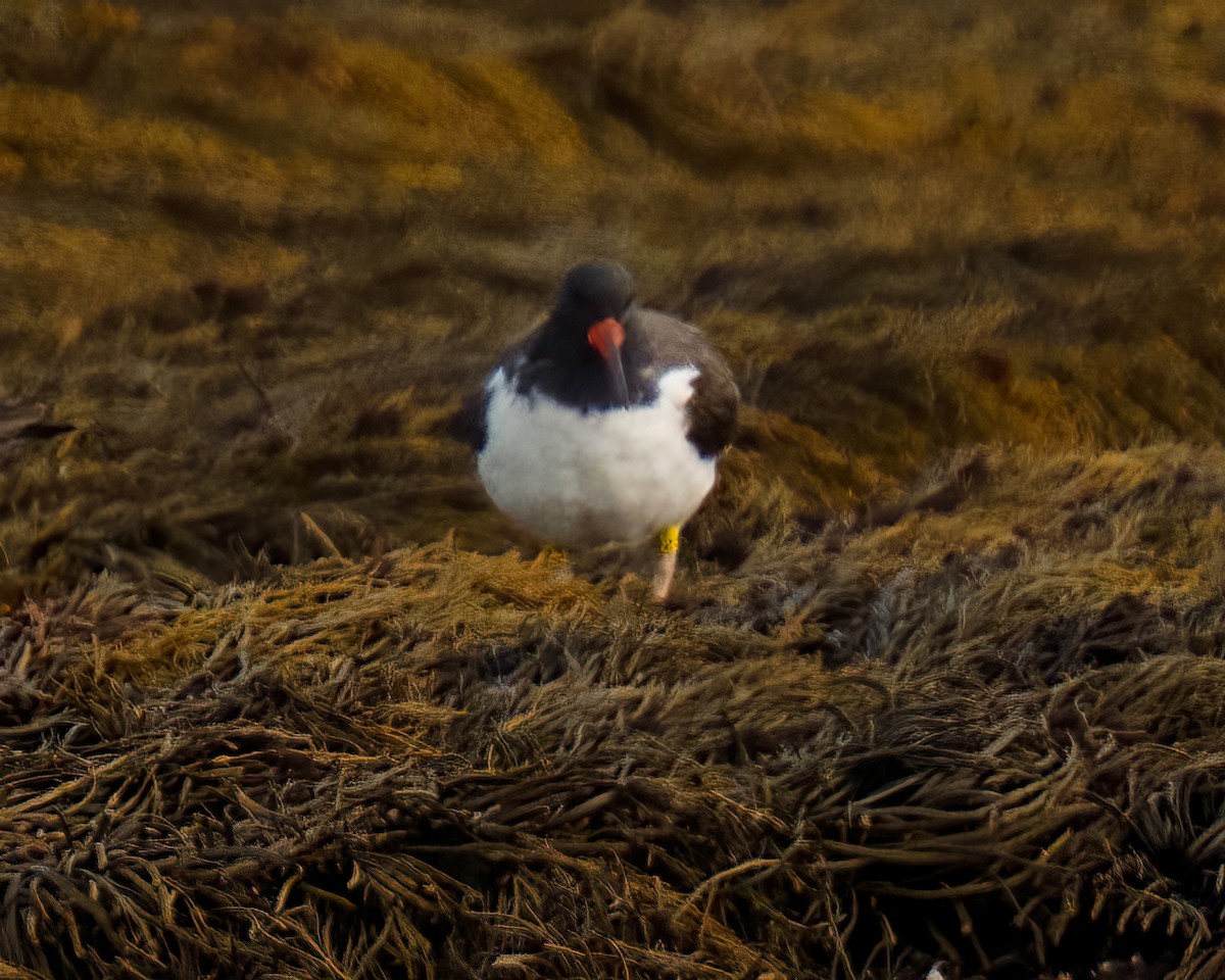 American Oystercatcher - Tom Momeyer