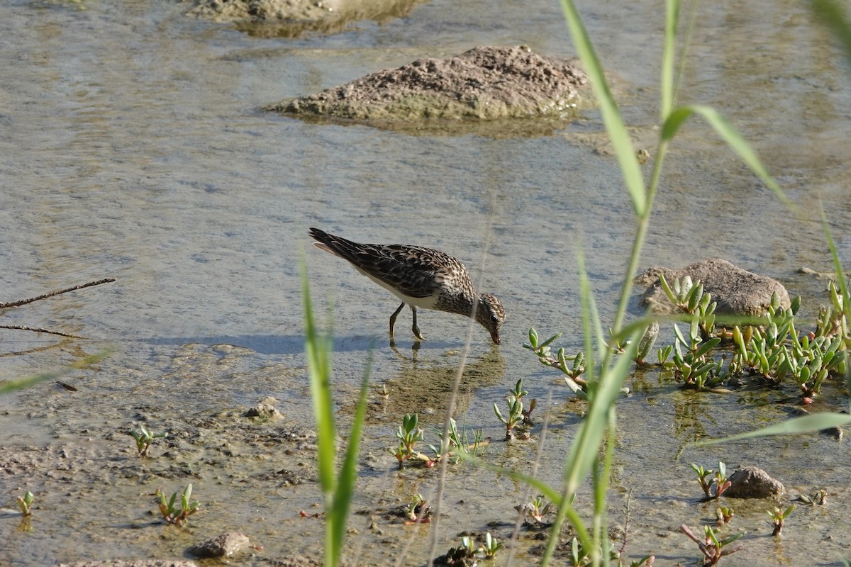 Graubrust-Strandläufer - ML609645953