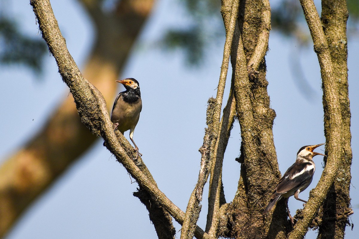 Indian Pied Starling - ML609645982