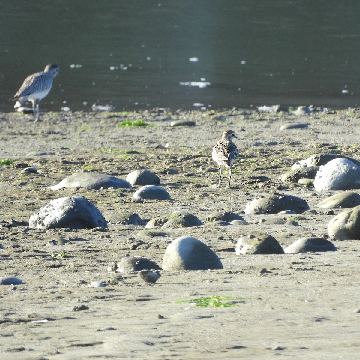 American Golden-Plover - ML609646165