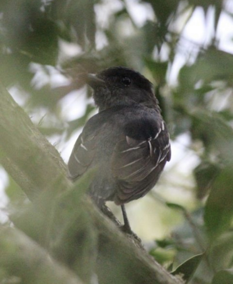 White-winged Becard - ML609646388