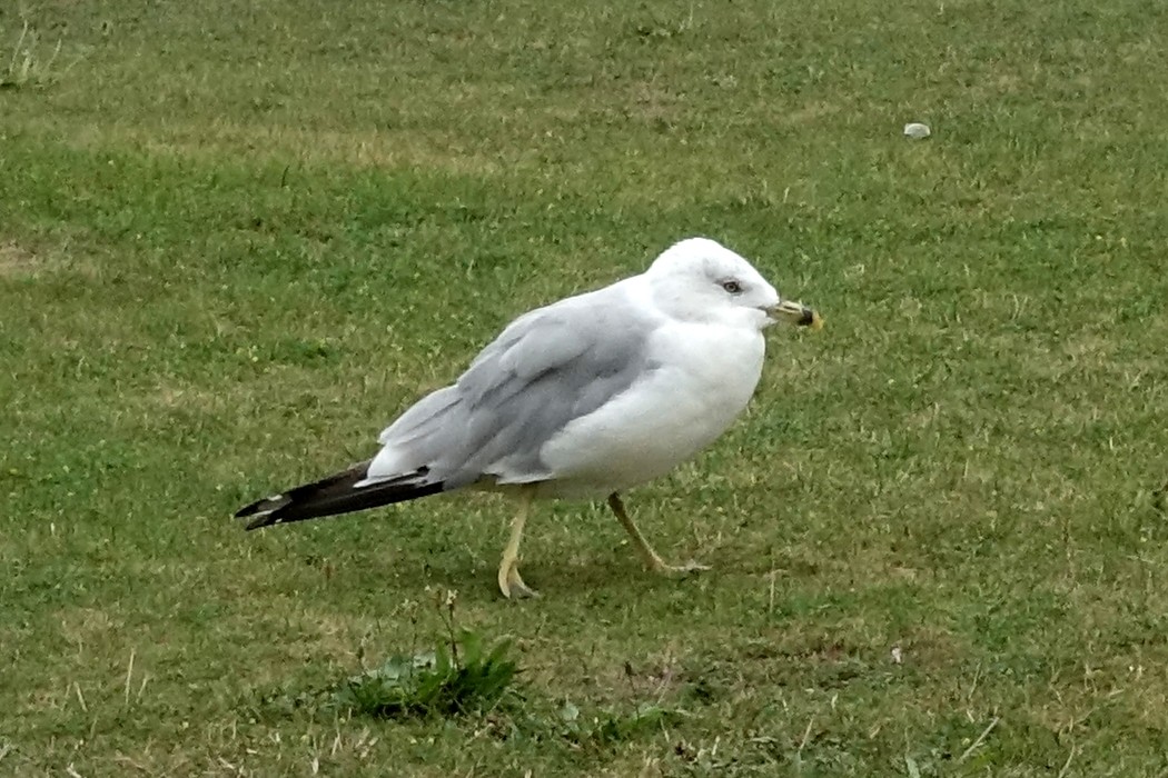 Ring-billed Gull - ML609646520