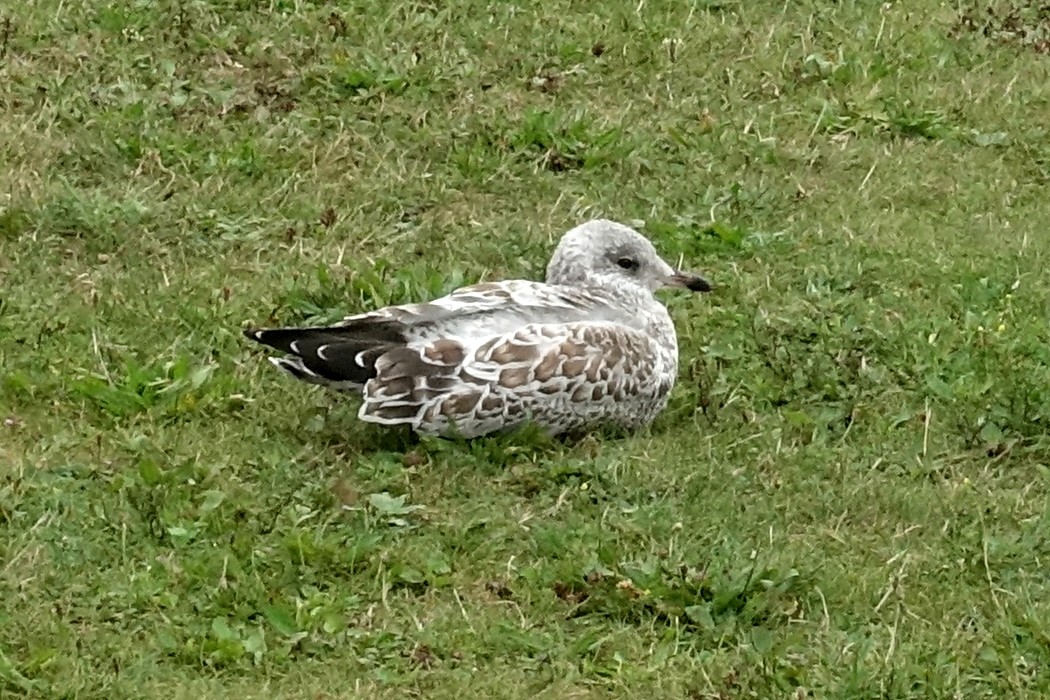 Ring-billed Gull - ML609646526