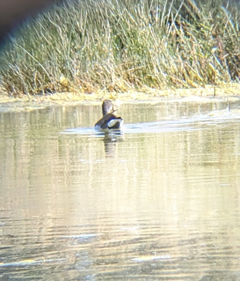 Common Gallinule - ML609646685