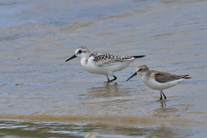 Bécasseau sanderling - ML609646729