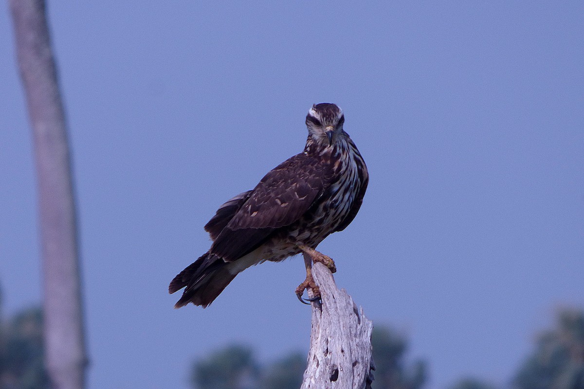 Snail Kite - ML609646743