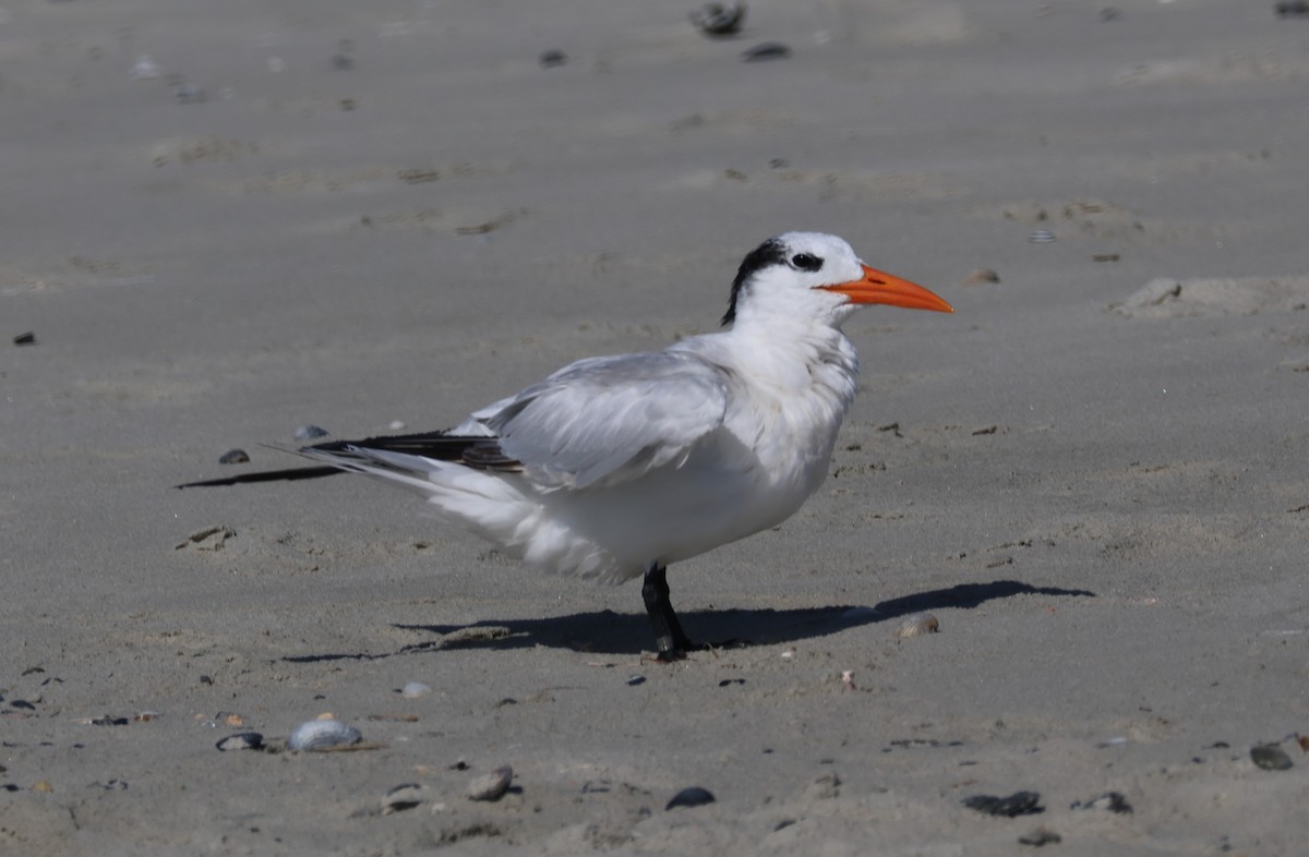 Caspian Tern - Jim Bianchetta