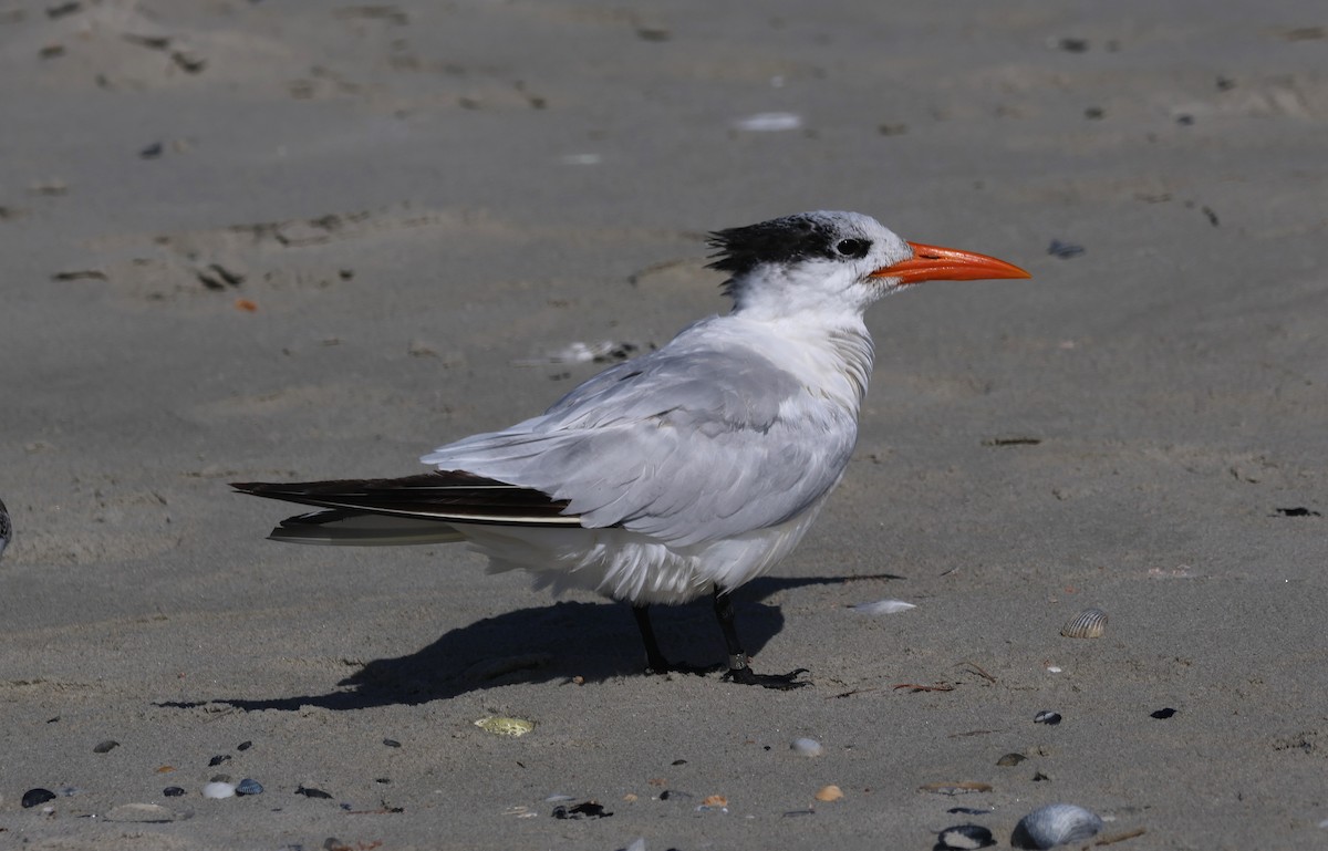 Caspian Tern - Jim Bianchetta