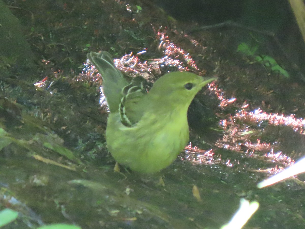 Blackpoll Warbler - Edana Salisbury