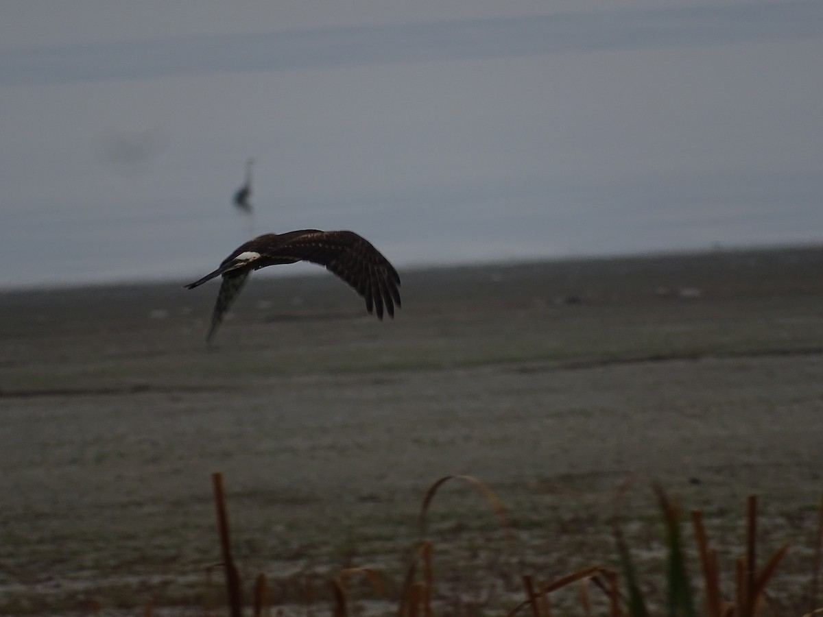 Northern Harrier - ML609646932