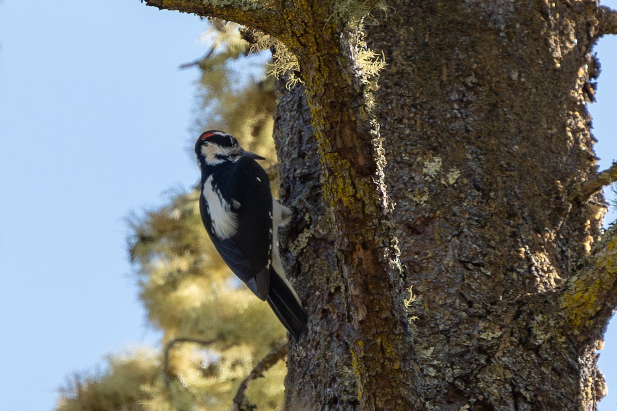 Hairy Woodpecker (Pacific) - ML609646993