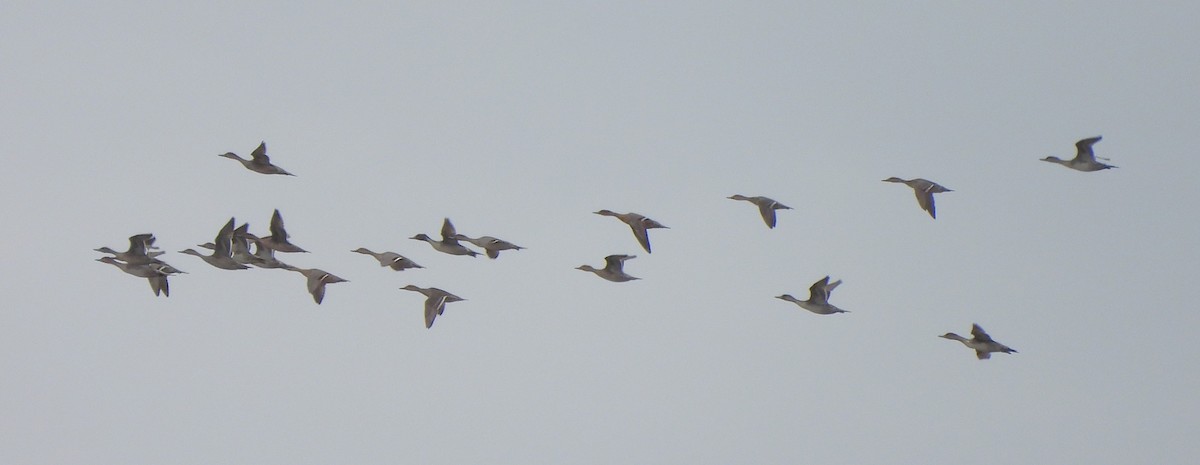 Northern Pintail - ML609647020