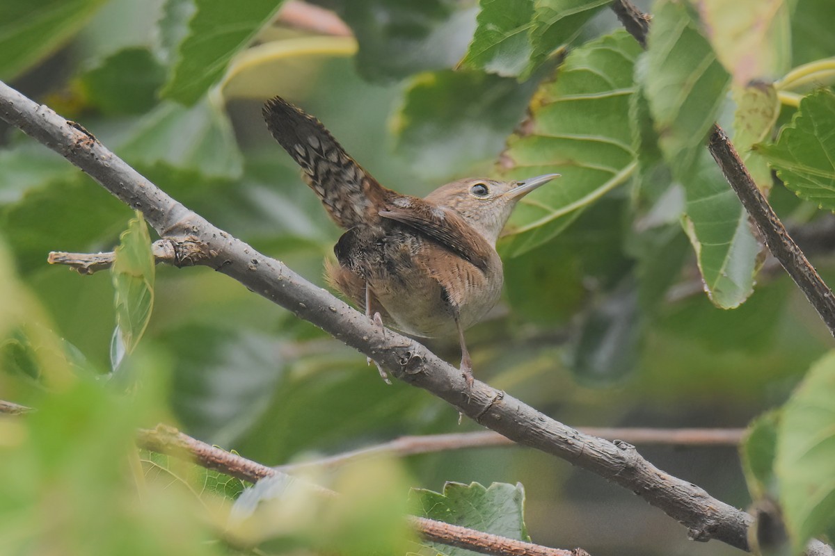 House Wren - ML609647058