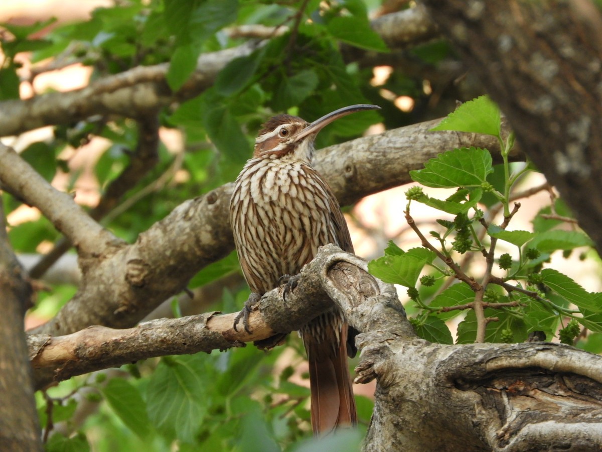 Scimitar-billed Woodcreeper - ML609647061